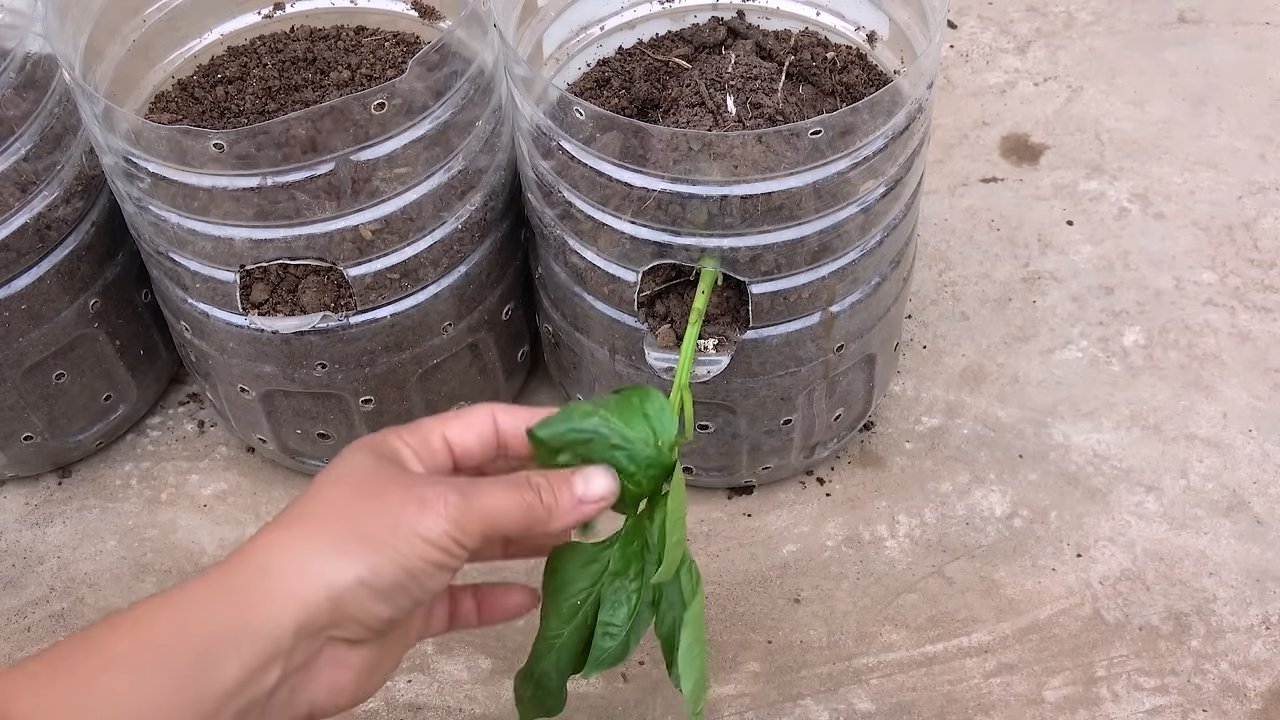 DIY bell pepper recycling