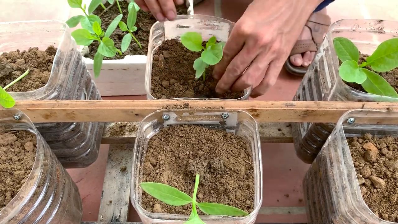 Year Round Spinach Growing