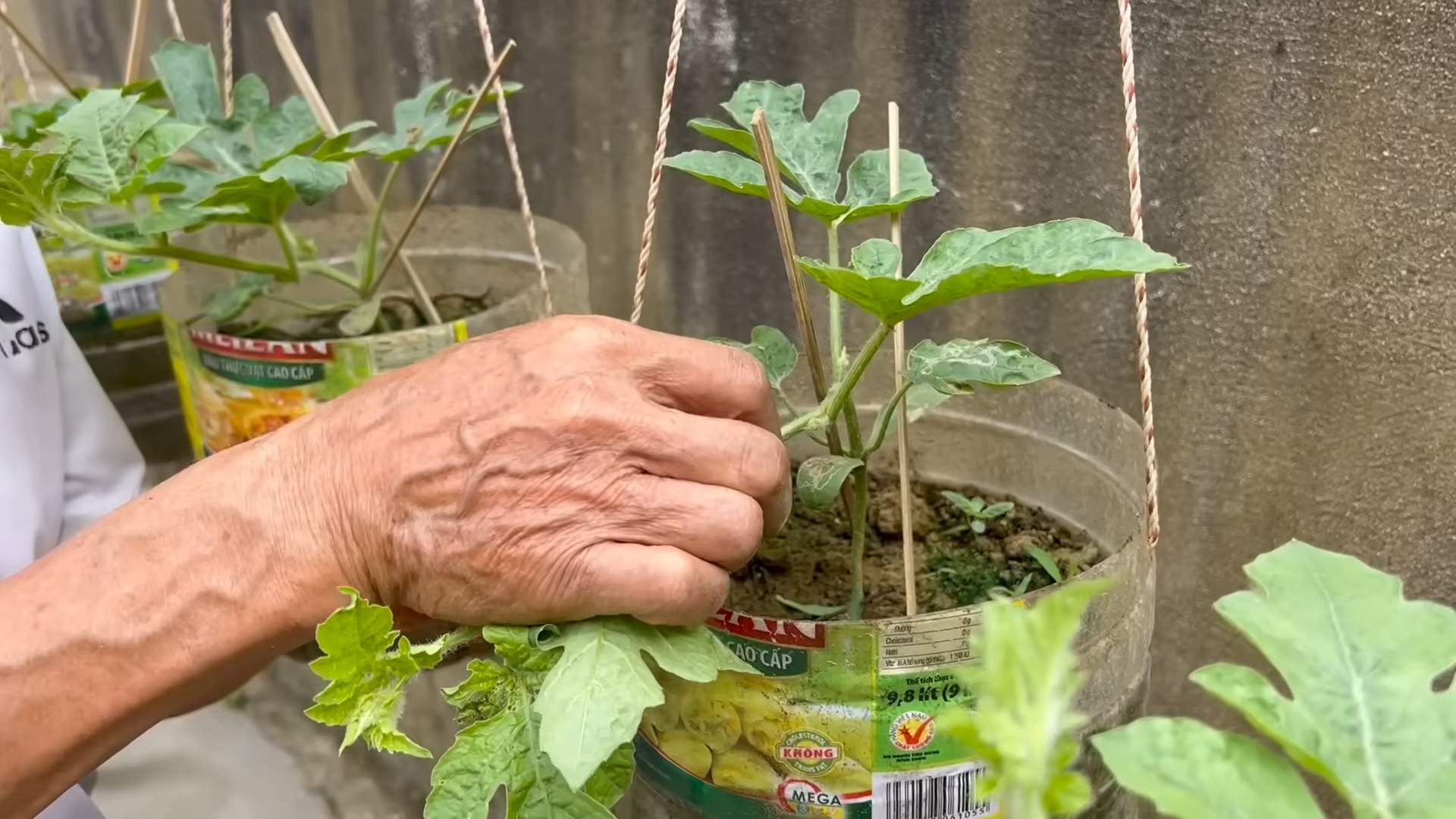 Grow Watermelons Successfully