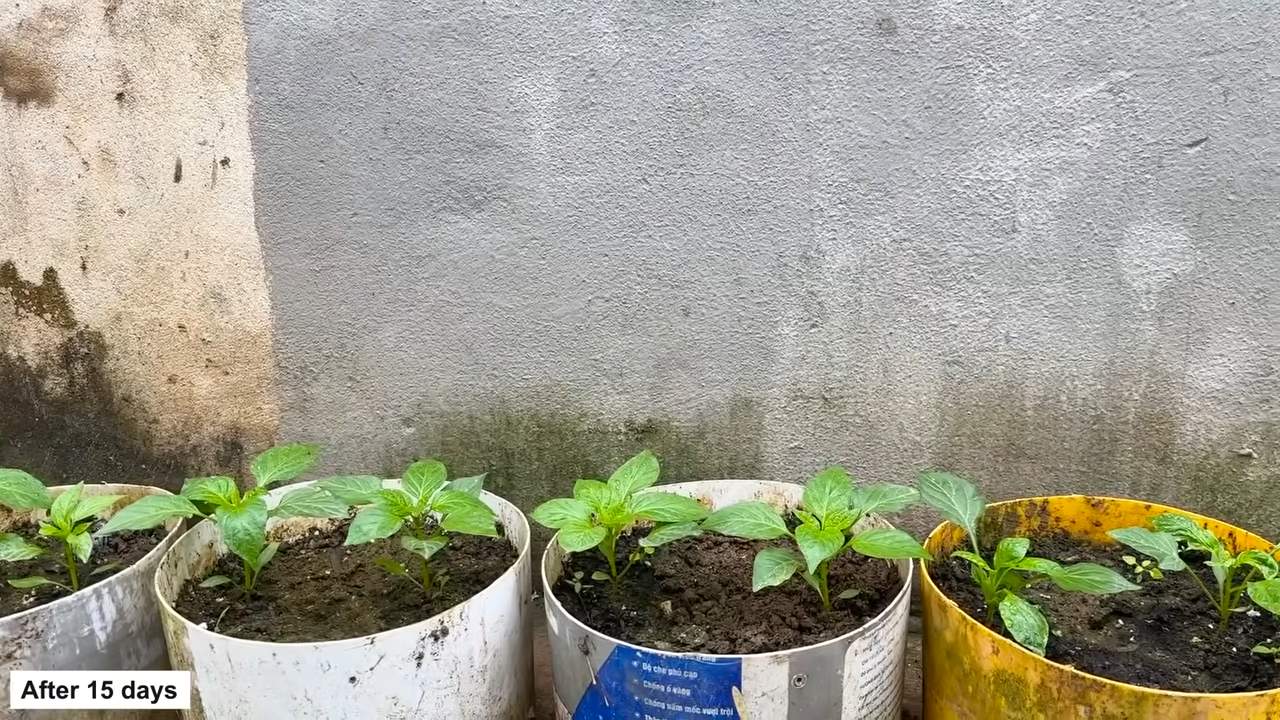 Grow bell peppers at home