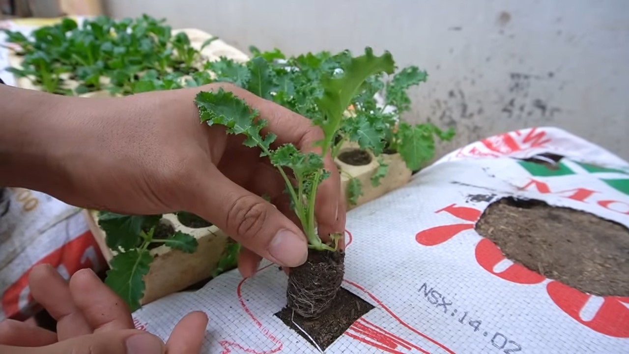 Soil bag kale tower