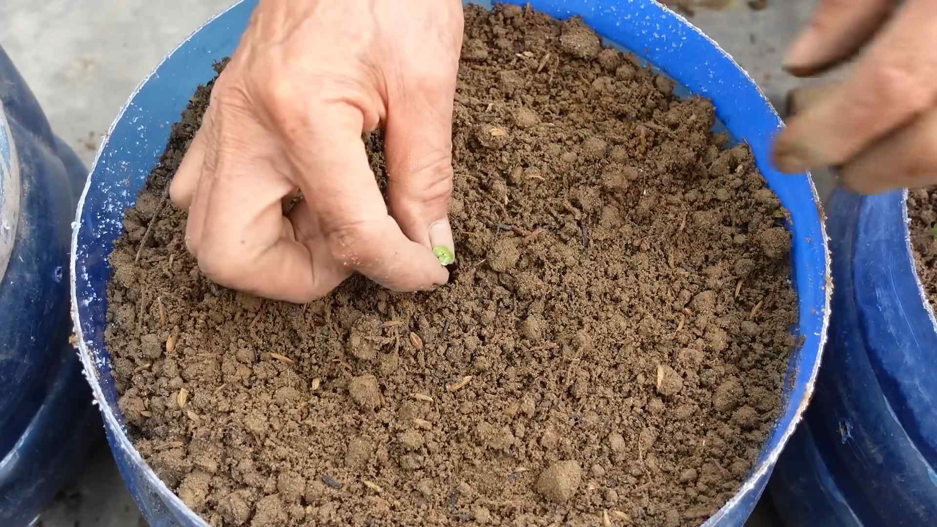 Growing Napa Cabbage Small Space