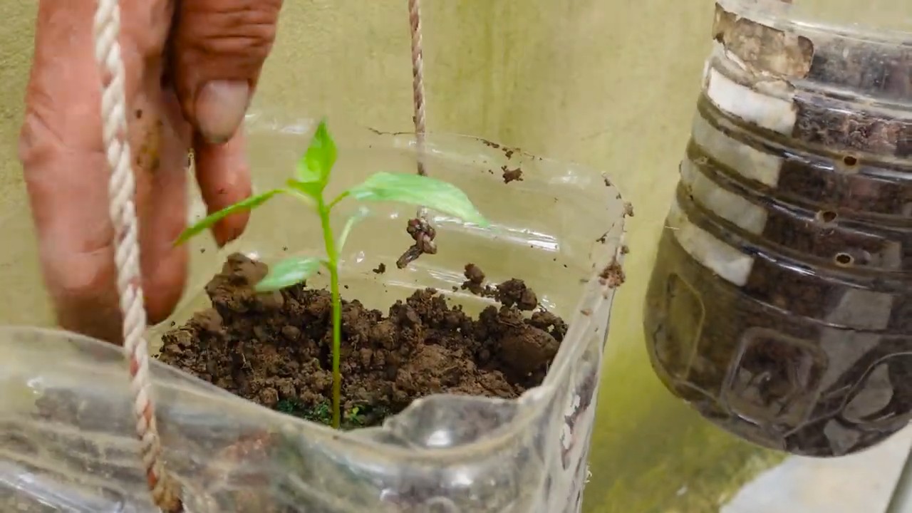 Supercharge chili plants