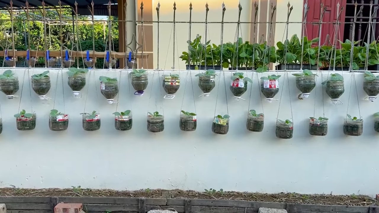 Plastic Bottle Cabbage Garden