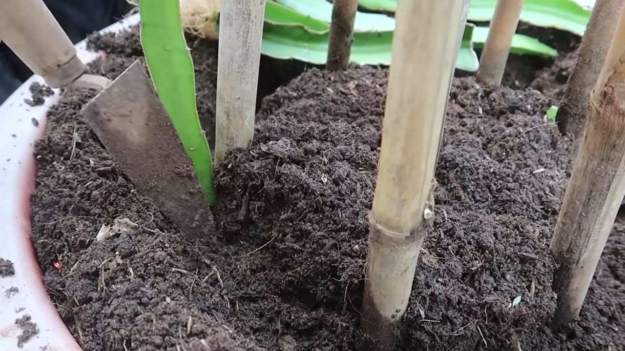 Growing Red Dragon Fruit