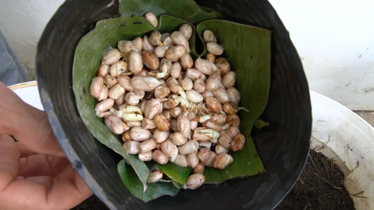 Harvesting peanuts without garden