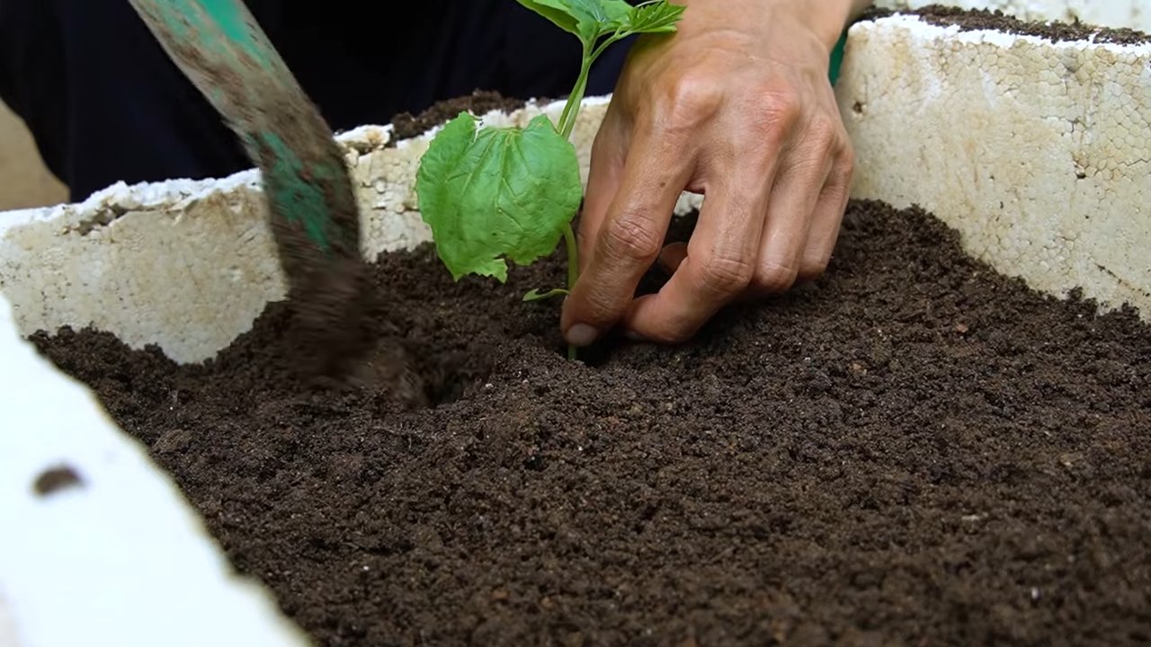 Bitter Gourd Growing Setup