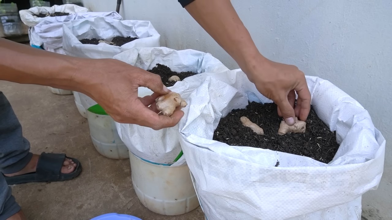 Grow ginger at home
