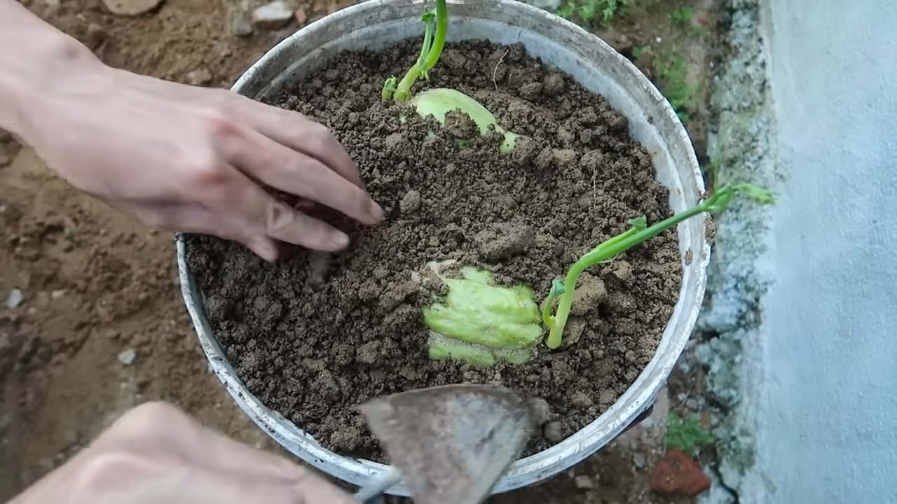 Grow Chayote at Home