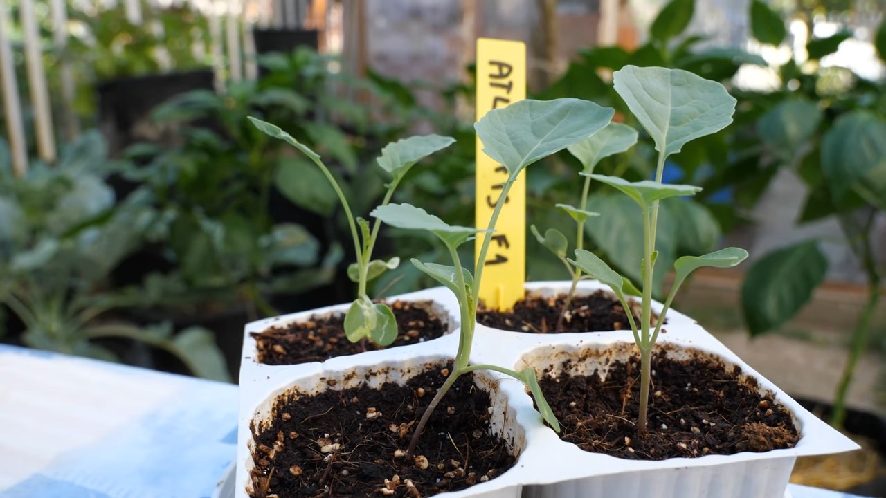 Growing Broccoli Calabrese Home