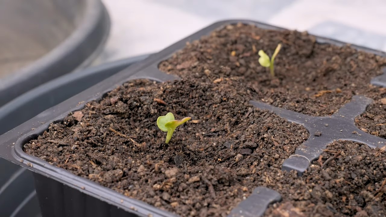 Growing Romanesco Cauliflower in Pots