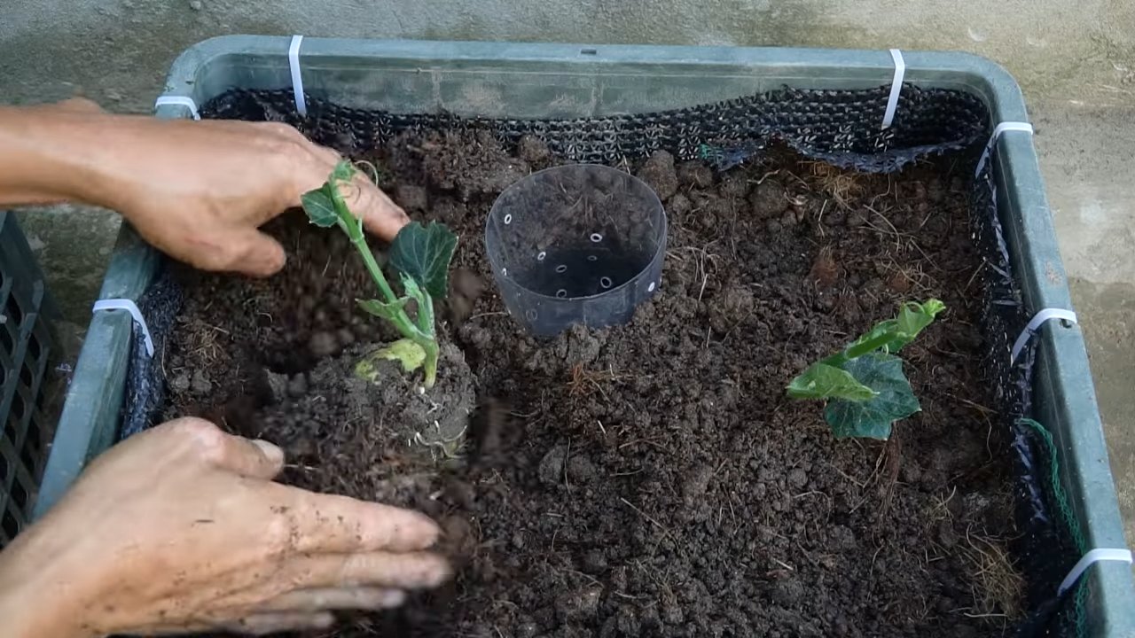 Grow chayote squash easily