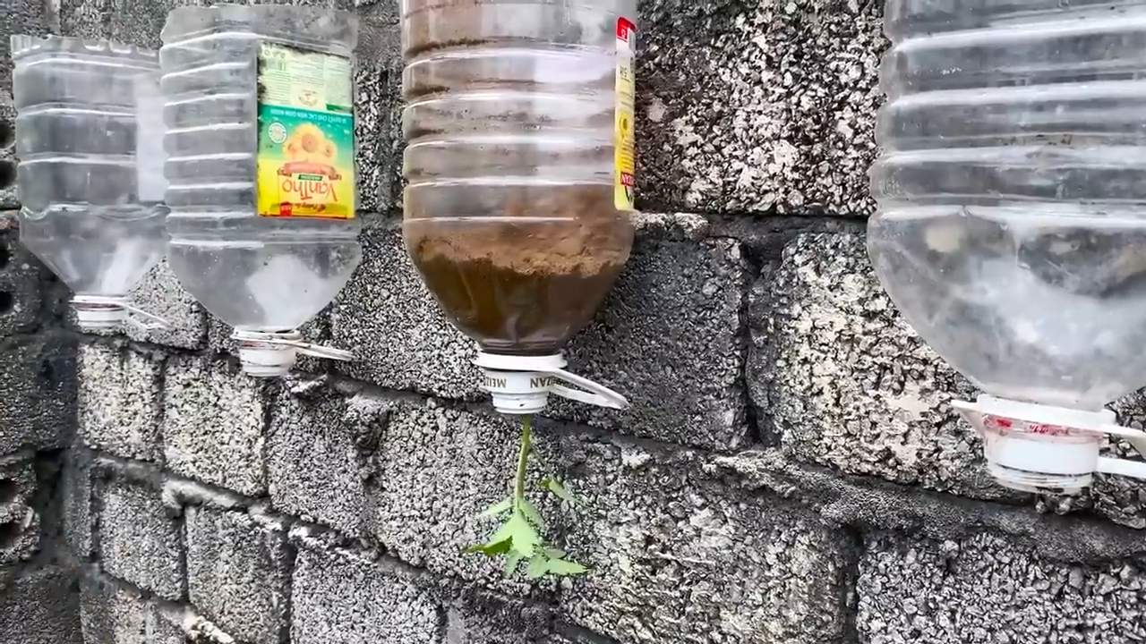 Growing Tomatoes Windowsill