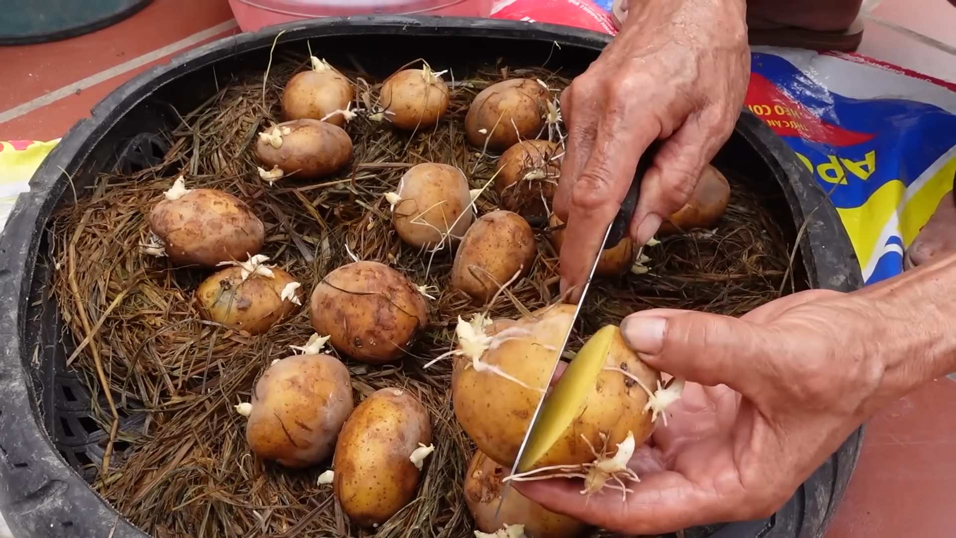 Grow potatoes at home