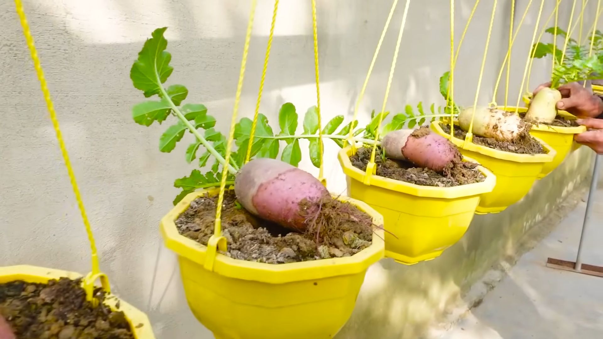 Growing Pink Radishes at Home