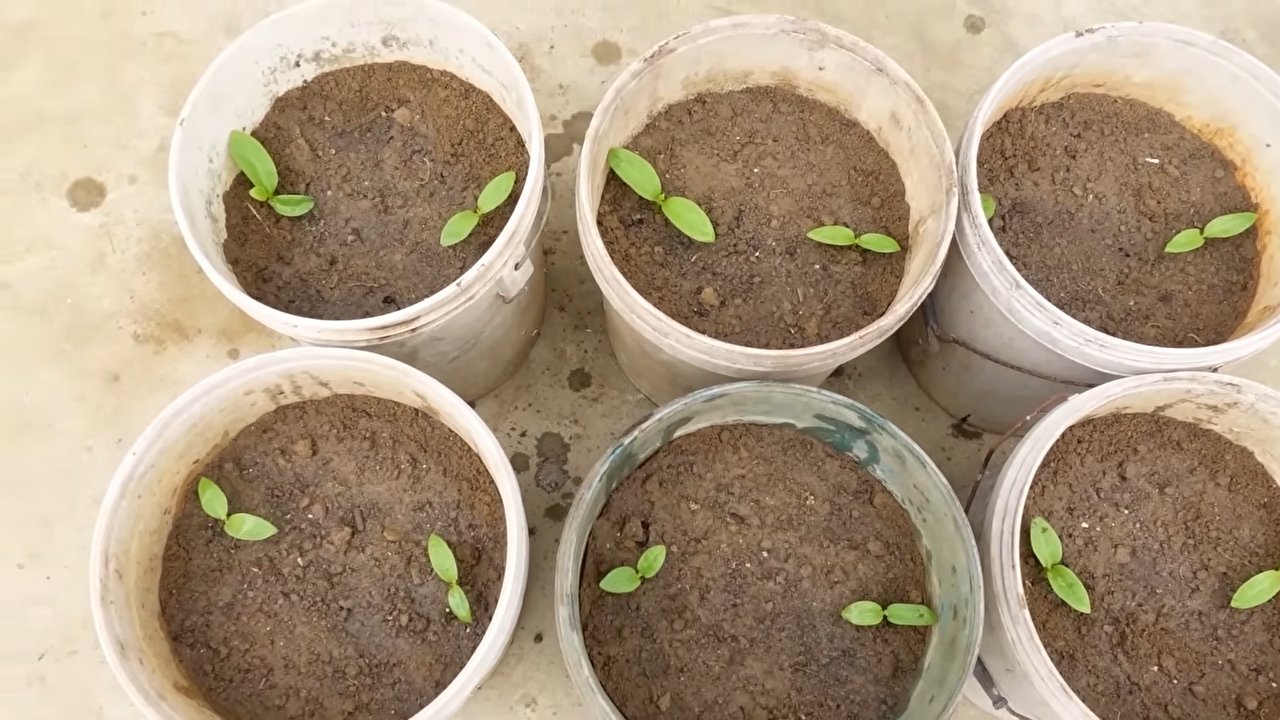 Vertical gardening ideas