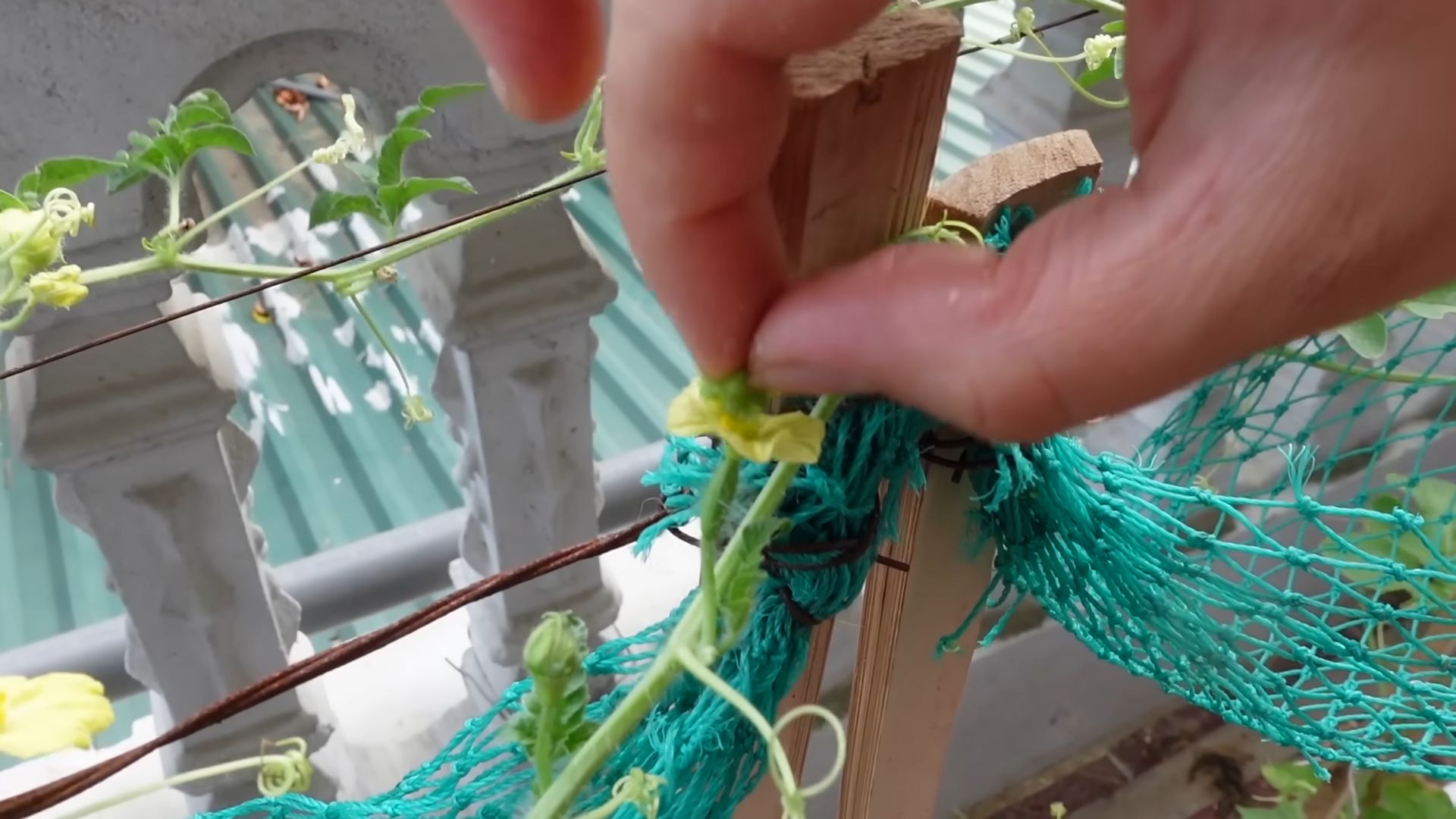Watermelon growing for beginners