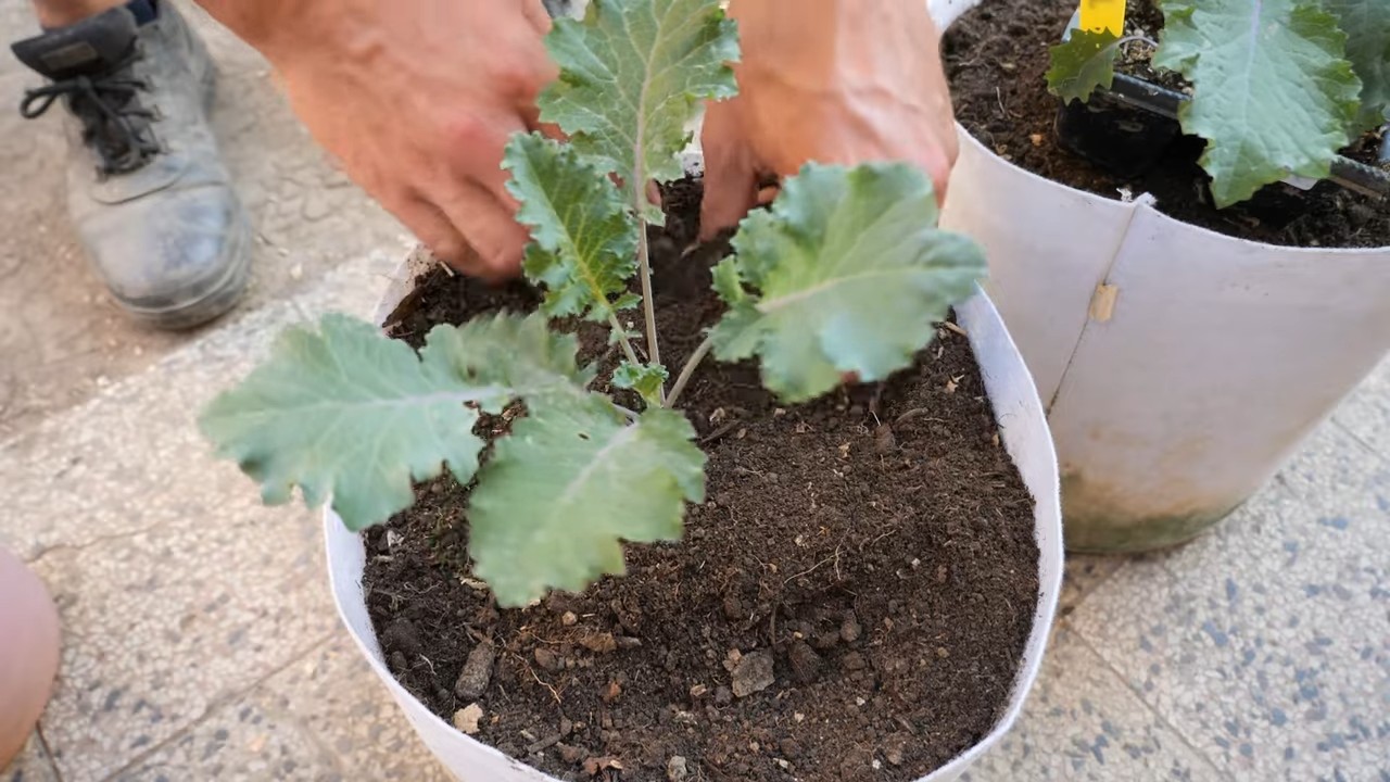 Growing Kale in Containers