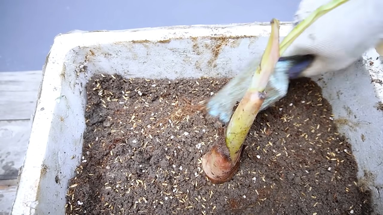 Growing bananas at home