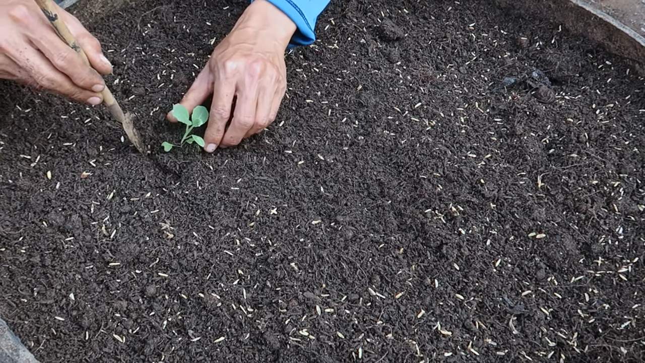 Growing cabbage at home