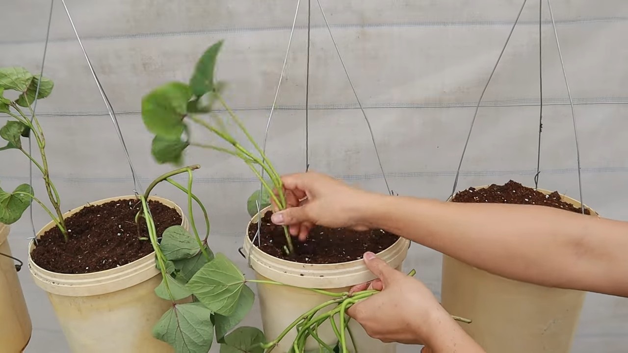 Hanging sweet potato growing
