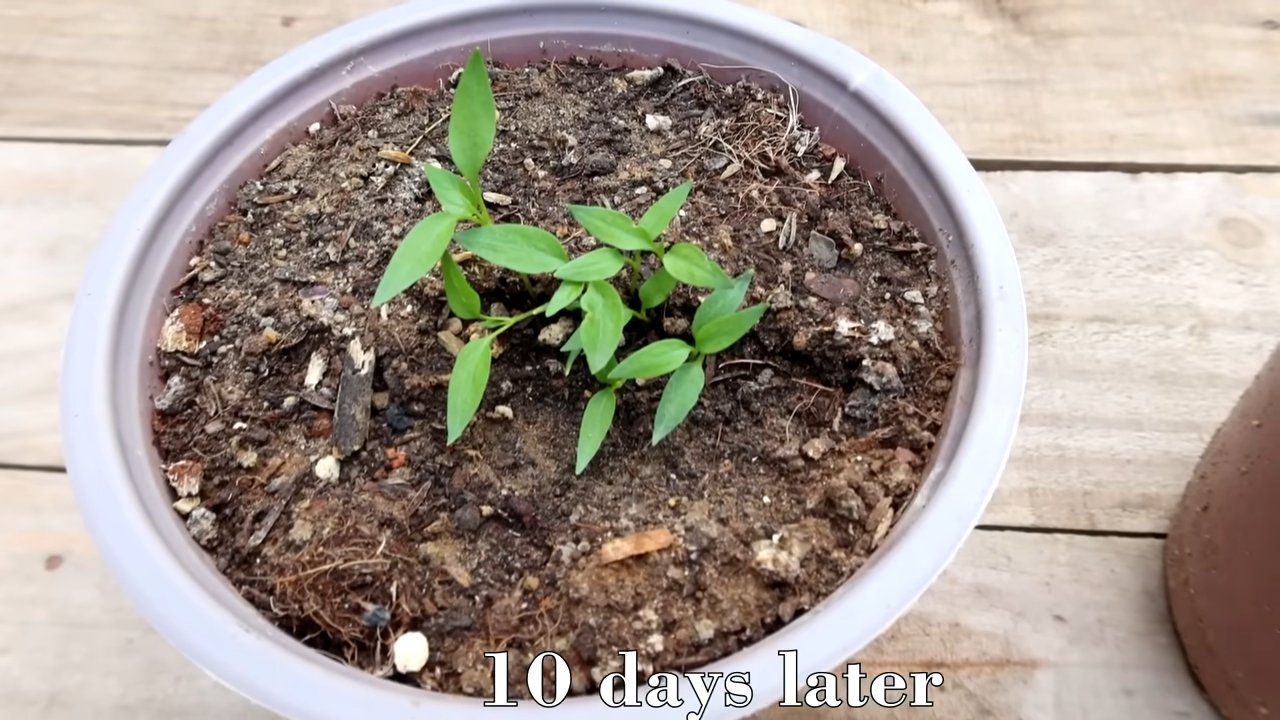 Chili plant propagation