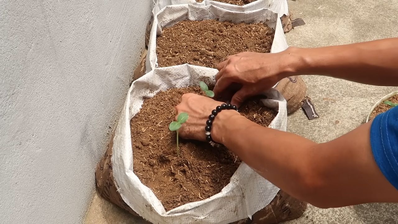 Start Cucumber Plants from Seed