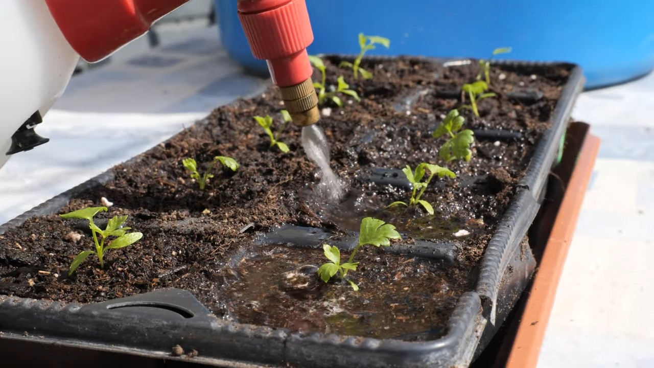 Celery container gardening
