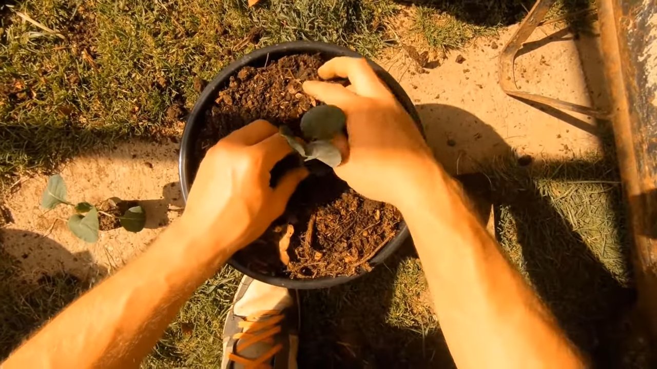 Grow Brussels Sprouts Planter