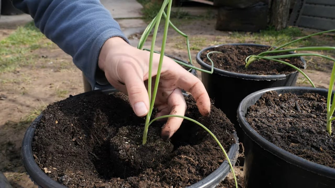 Small pot onion growing