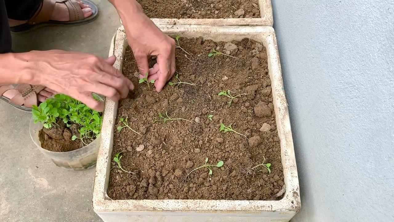 Styrofoam Bok Choy Garden Trick