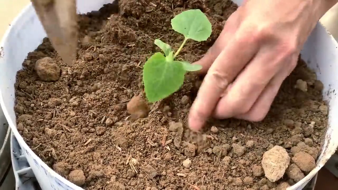Cut melon easily