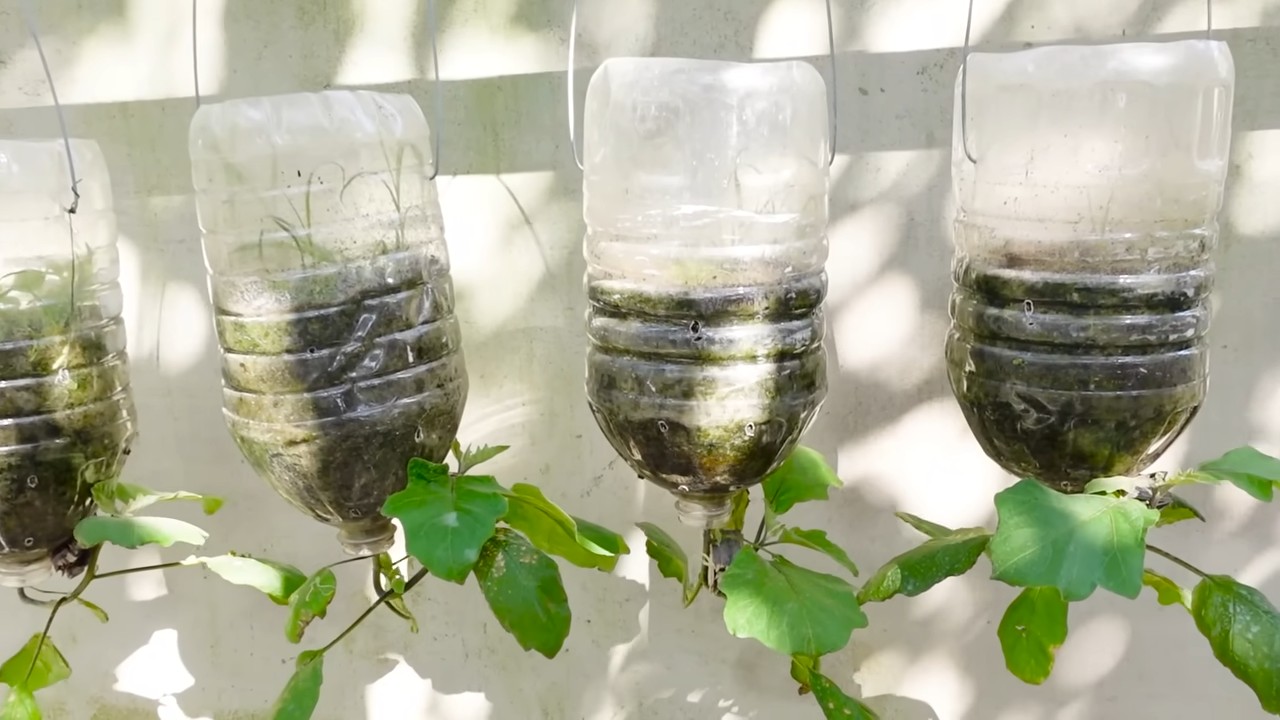 Grow eggplant at home