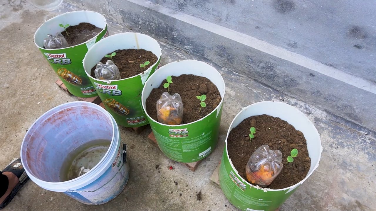 Growing Watermelon Small Spaces