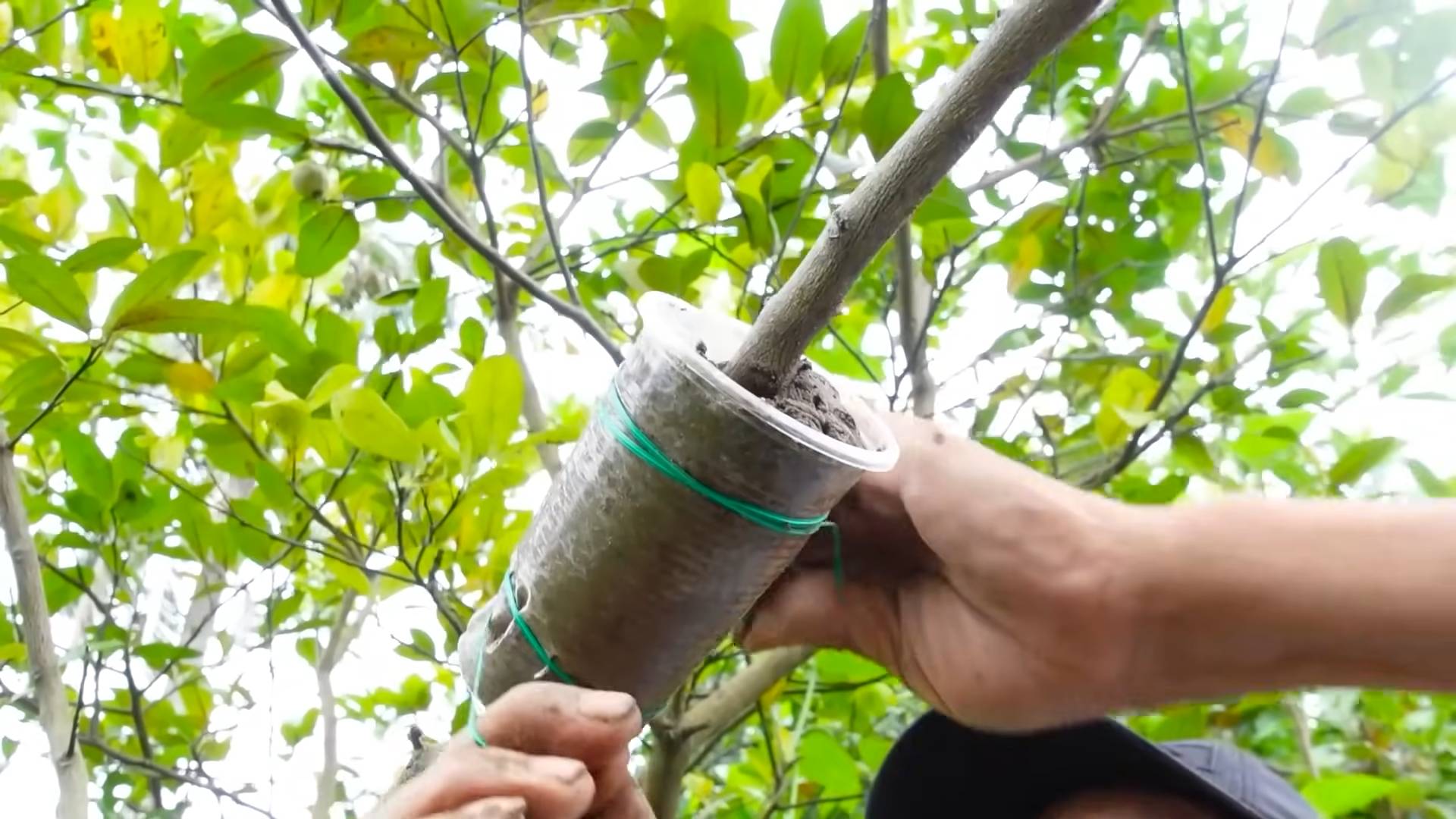 Growing lemons year round