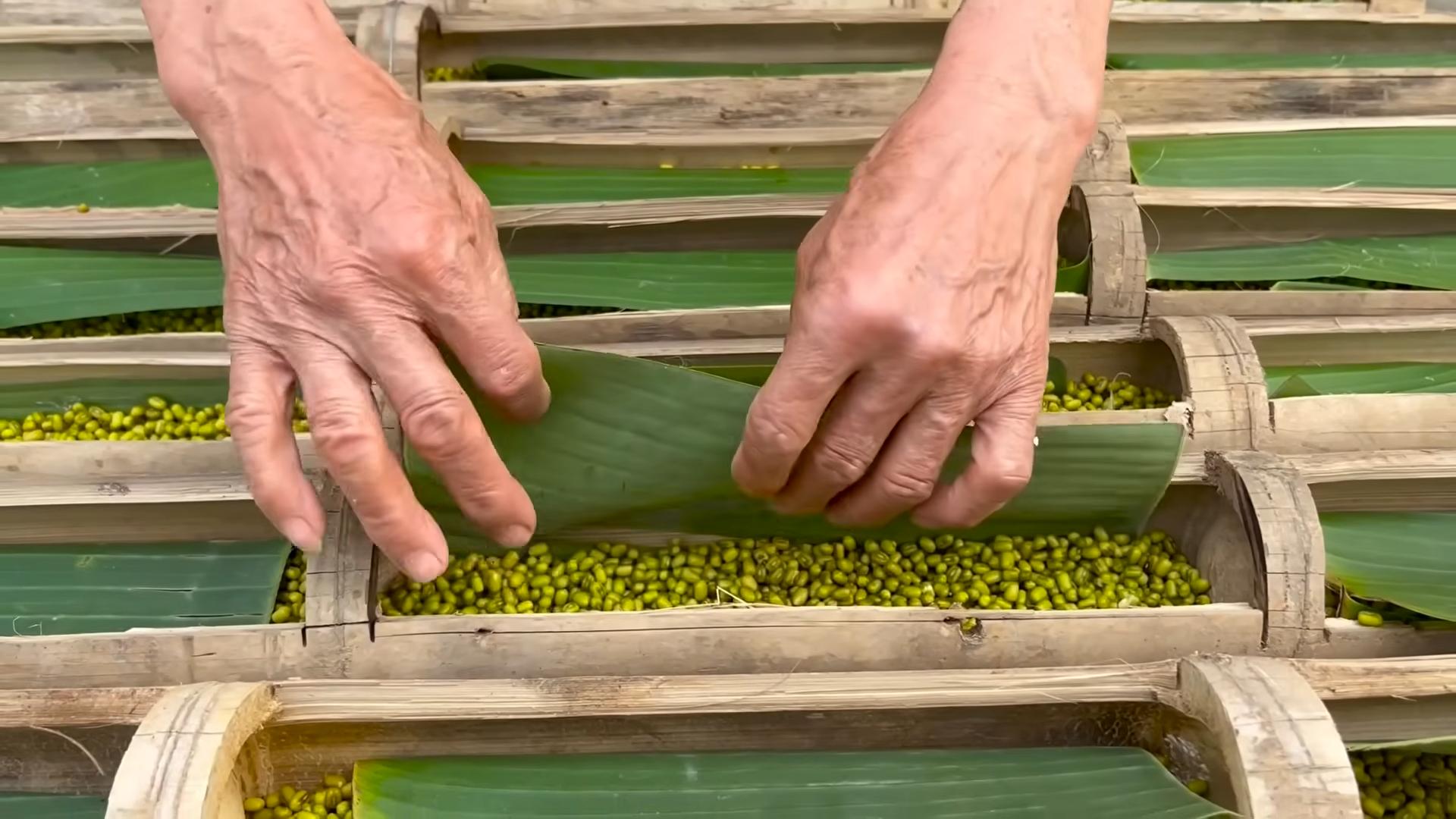 Easy bean sprouts gardening
