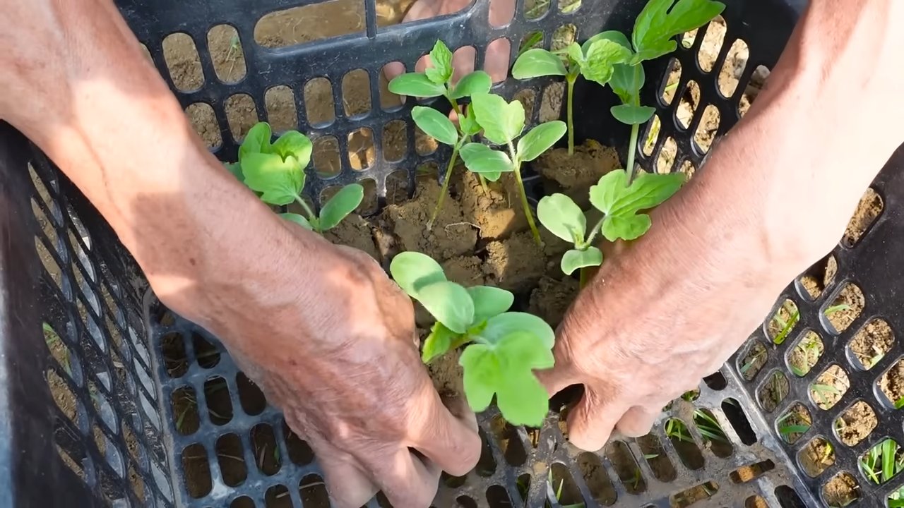 Grow Watermelon Indoors Easily