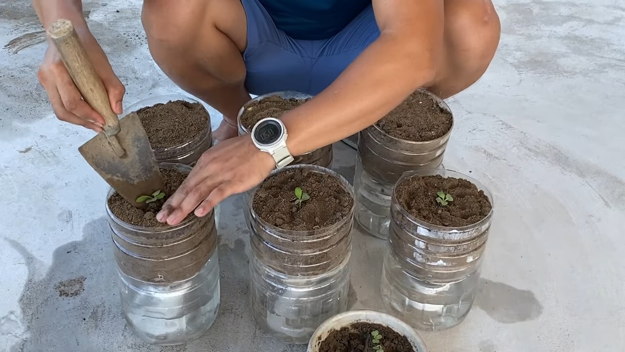 Giant mustard greens no water