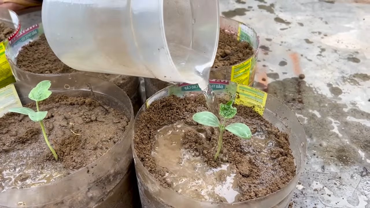 Budget friendly watermelon gardening