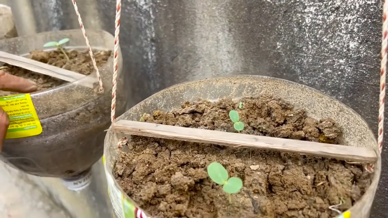 Grow bigger melons