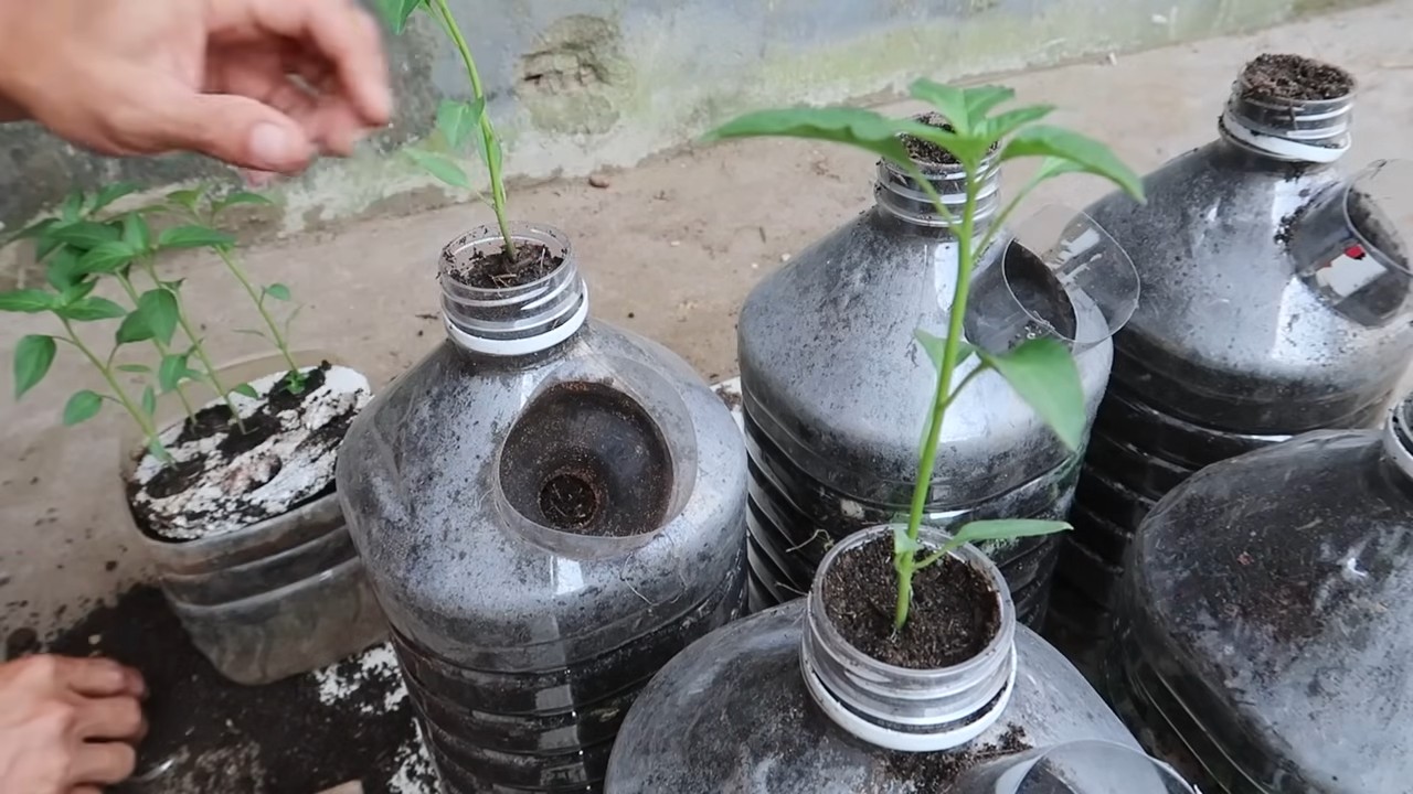 Growing peppers in bottles