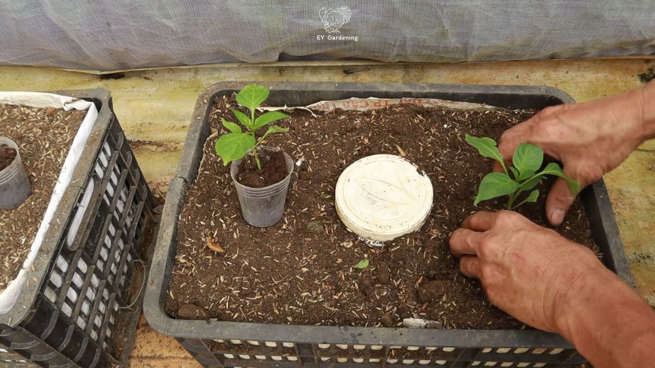 Grow Flavorful Chili at Home