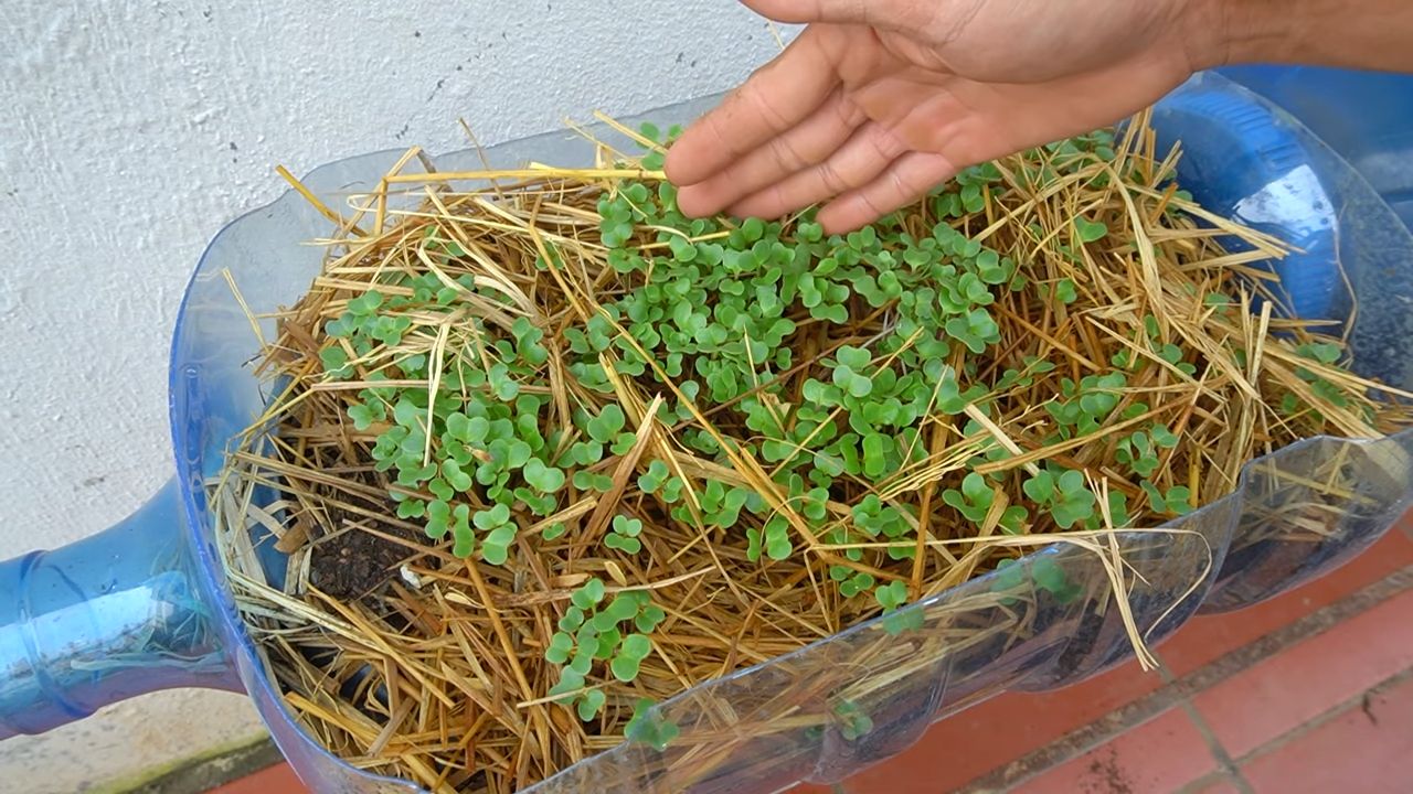 Easy Collard Greens Growing