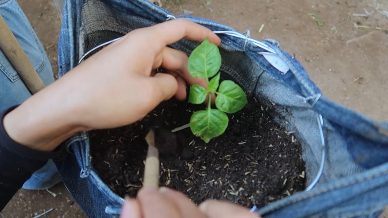 Pepper Growing with Old Jeans