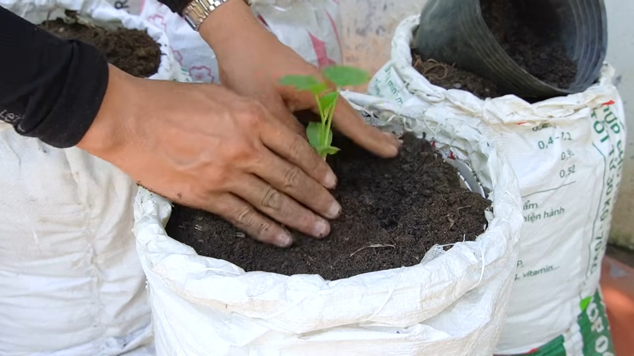Grow cantaloupes in grow bags