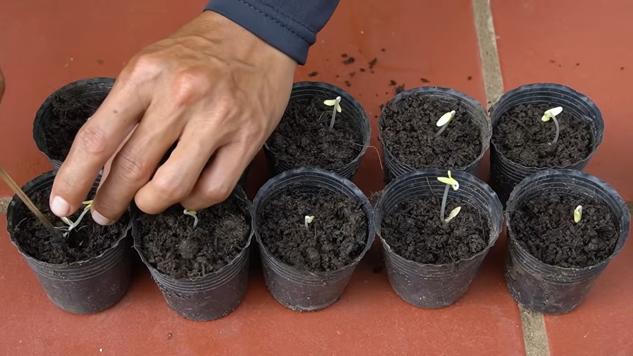 Growing cucumbers vertically