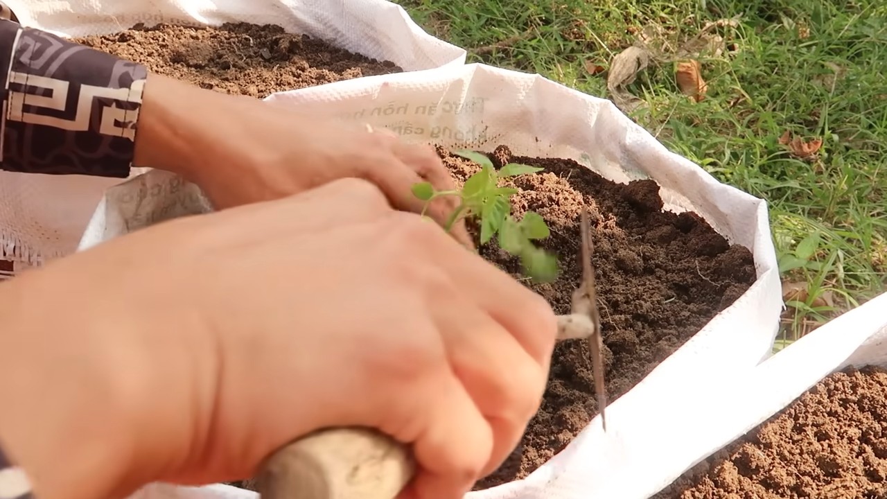 Sack tomato growing at home