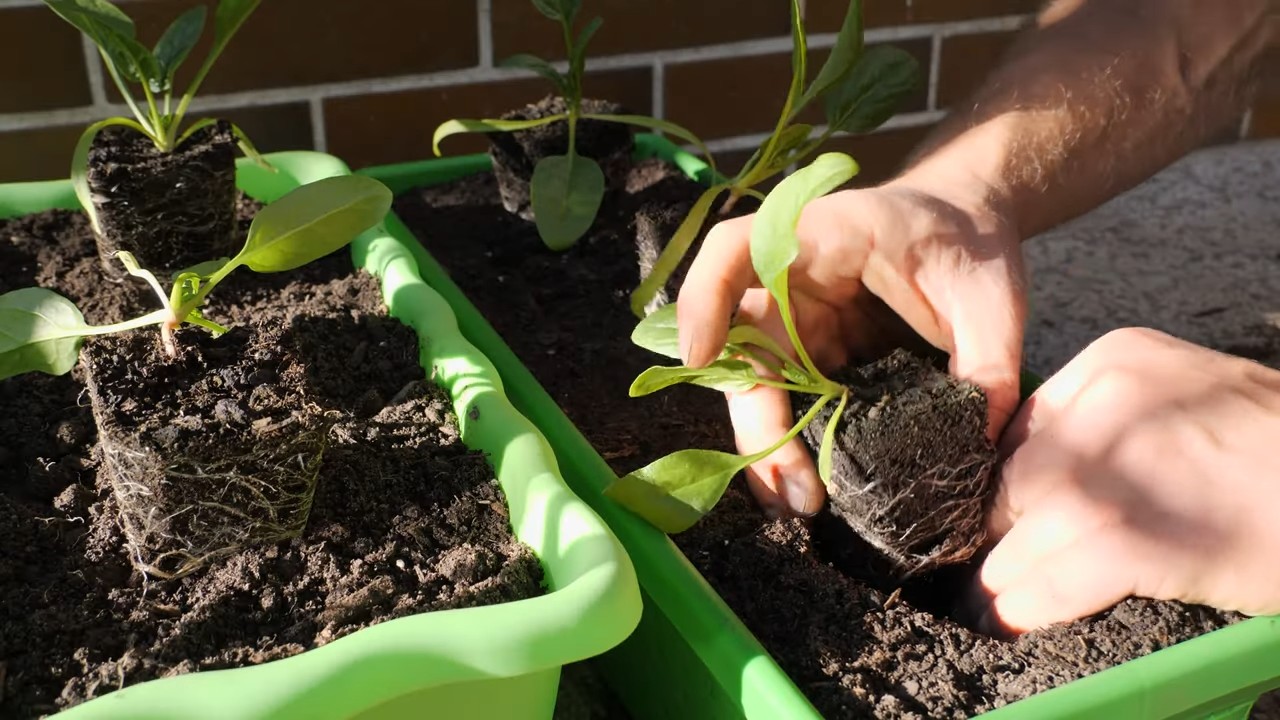 Fast Growing Spinach Indoors