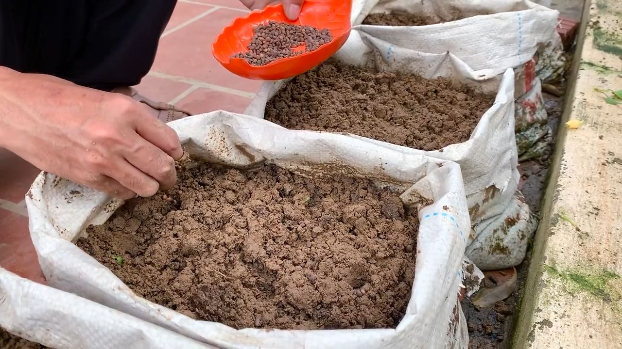 Bucket Grown Water Spinach