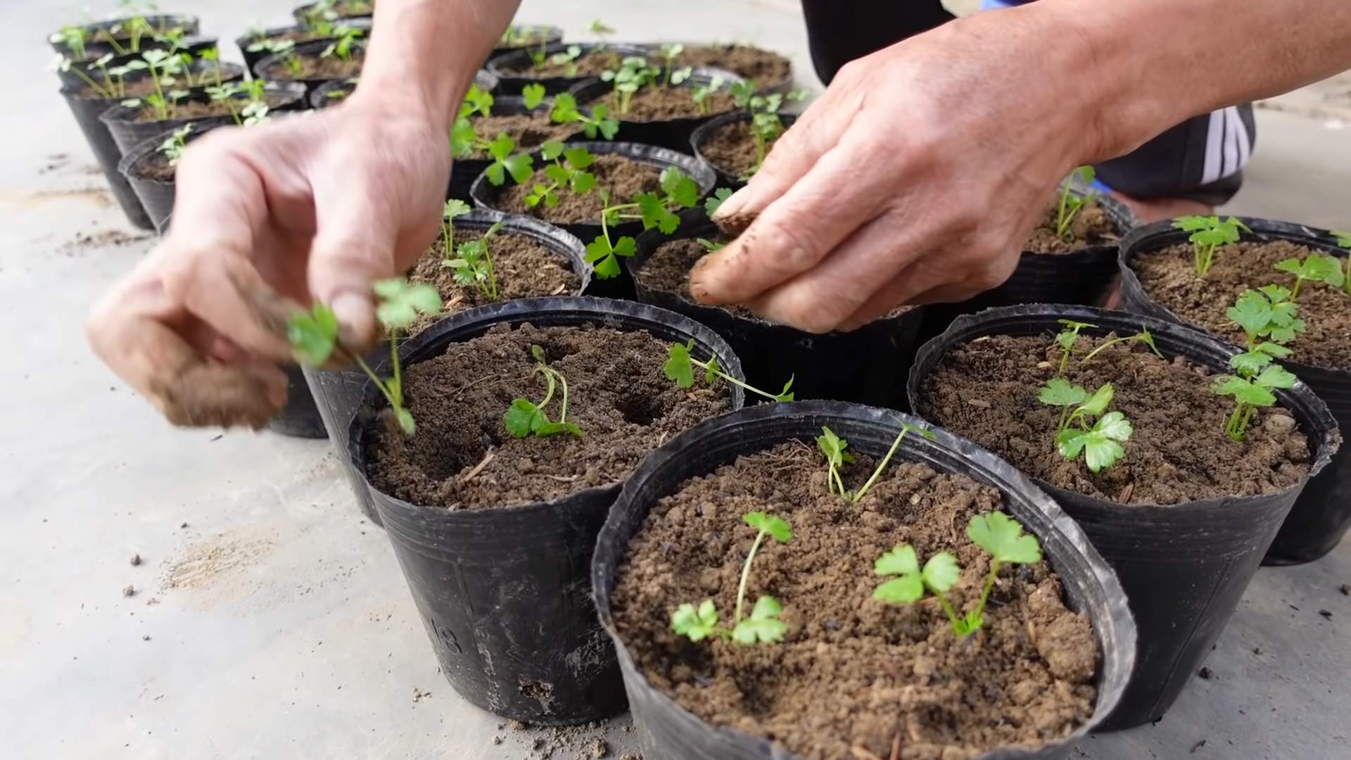 Growing Celery at Home